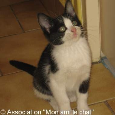 chat lorraine|Association Mon Ami le Chat